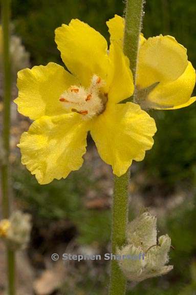 verbascum undulatum 2 graphic